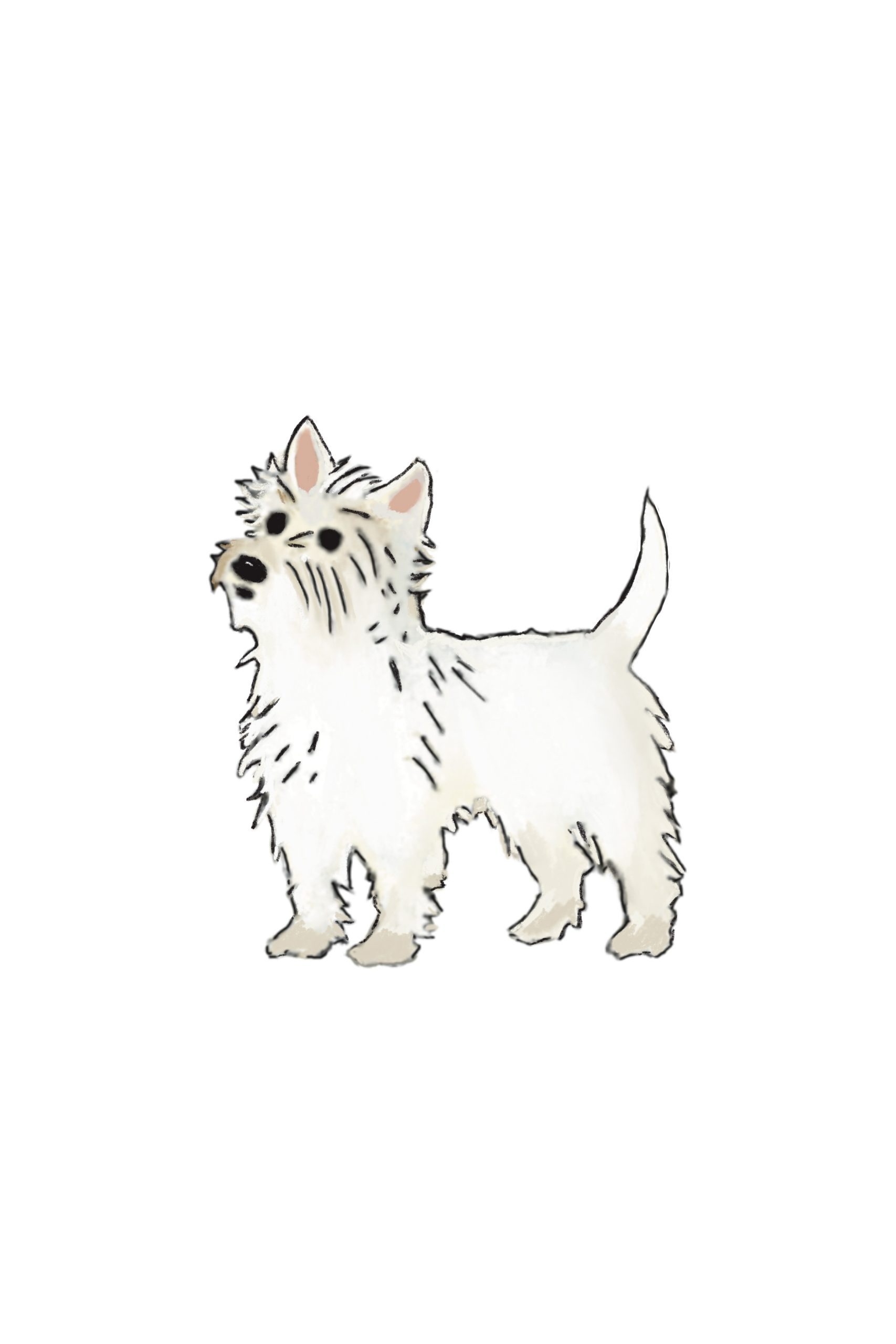 Fine Art Print, Westie - Vit