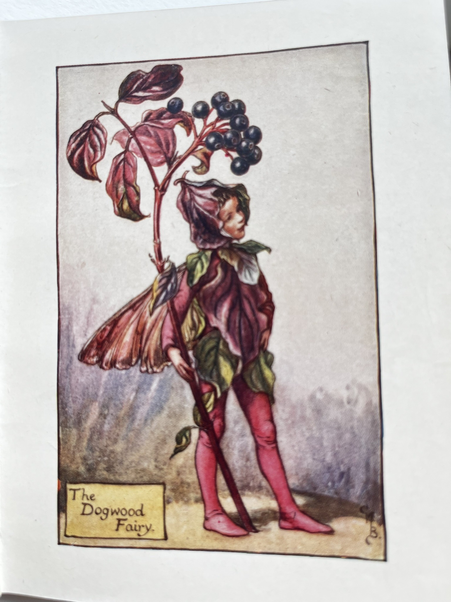 Flower Fairies of the Autumn, bok av Cecily Mary Barker